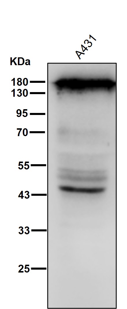 Synaptojanin 2 Ab