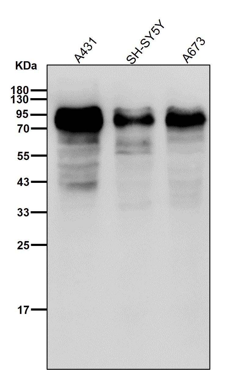 Src substrate cortactin Ab