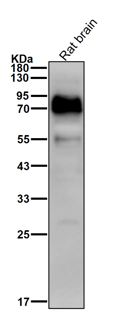 Src substrate cortactin Ab