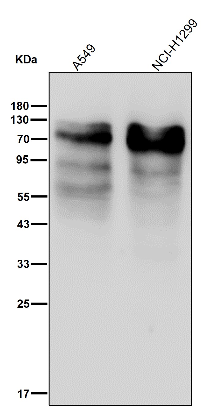 Src substrate cortactin Ab