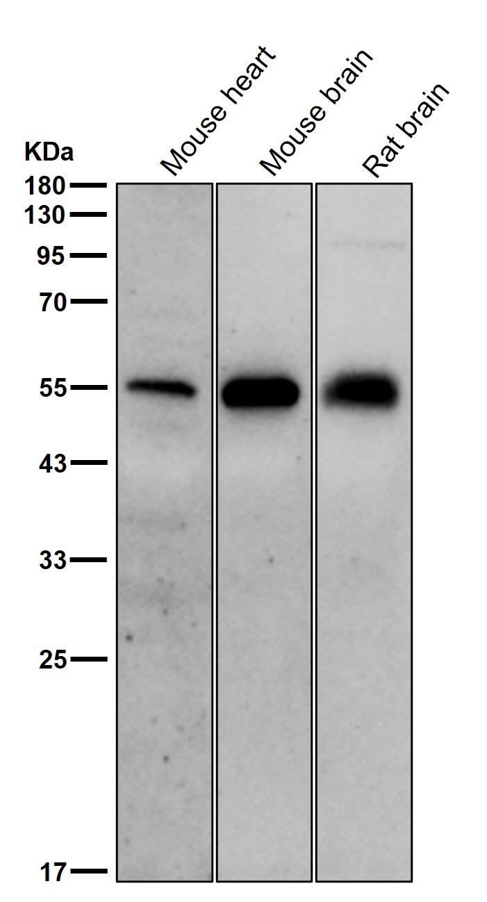 p-SHC1 (Y427) Ab