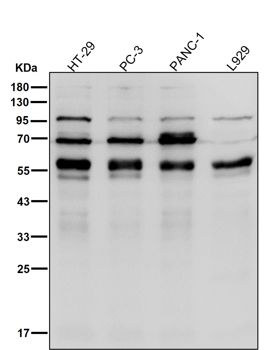 p-SHC1 (Y427) Ab