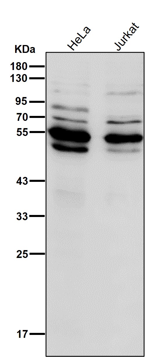 p-SHC1 (Y427) Ab