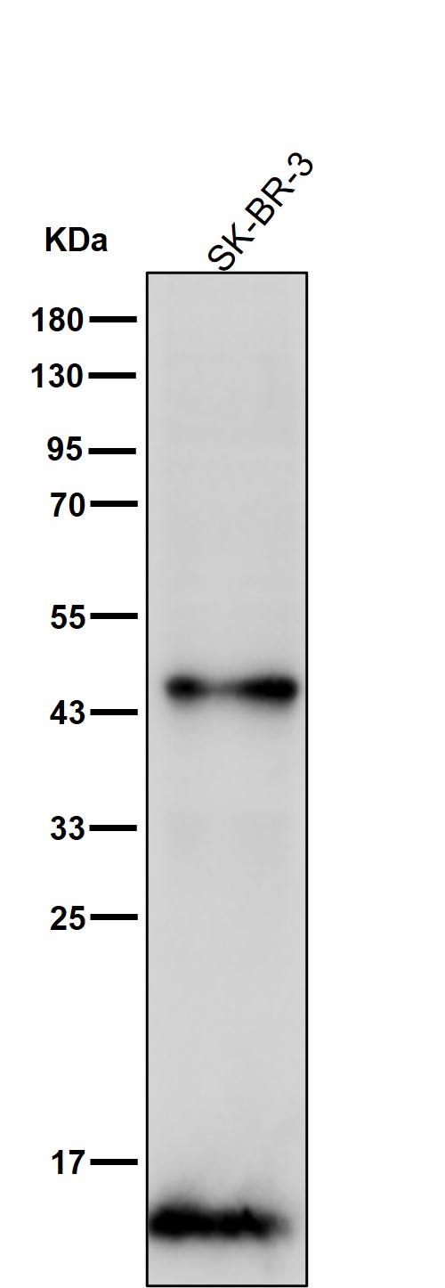 Cathepsin D Ab