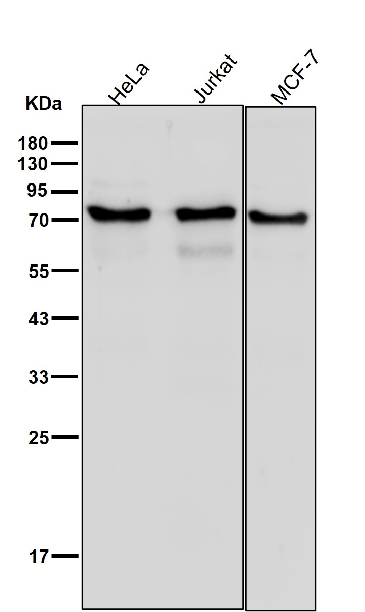 p-KIF22 (S427) Ab