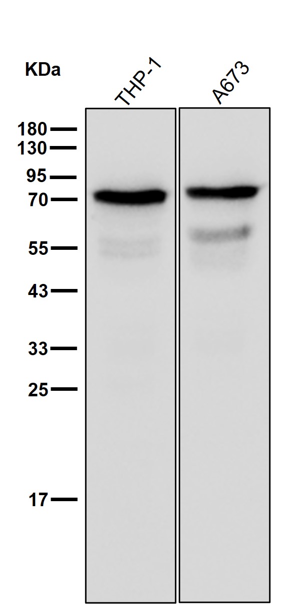 p-KIF22 (S427) Ab