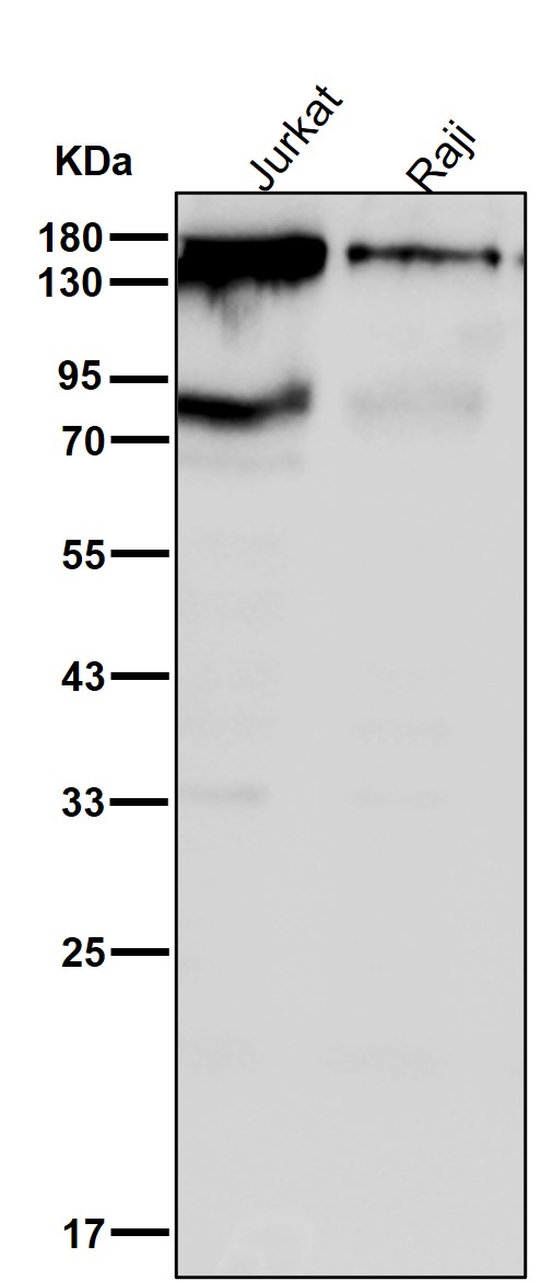 p-Integrin alpha 4 (S1027) Ab