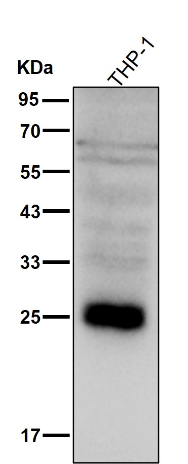 Thymidine kinase Ab