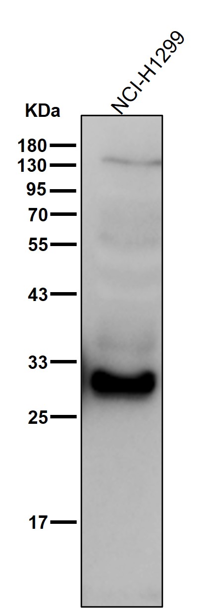 NQO1 Ab