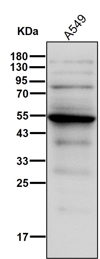 DAP kinase 3 Ab