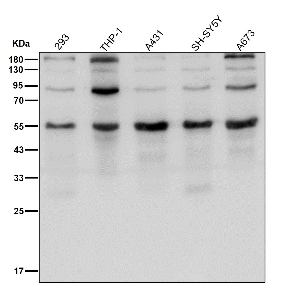 DAP kinase 3 Ab