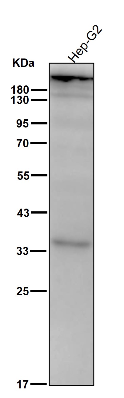 p-Acetyl CoA carboxylase (S221) Ab