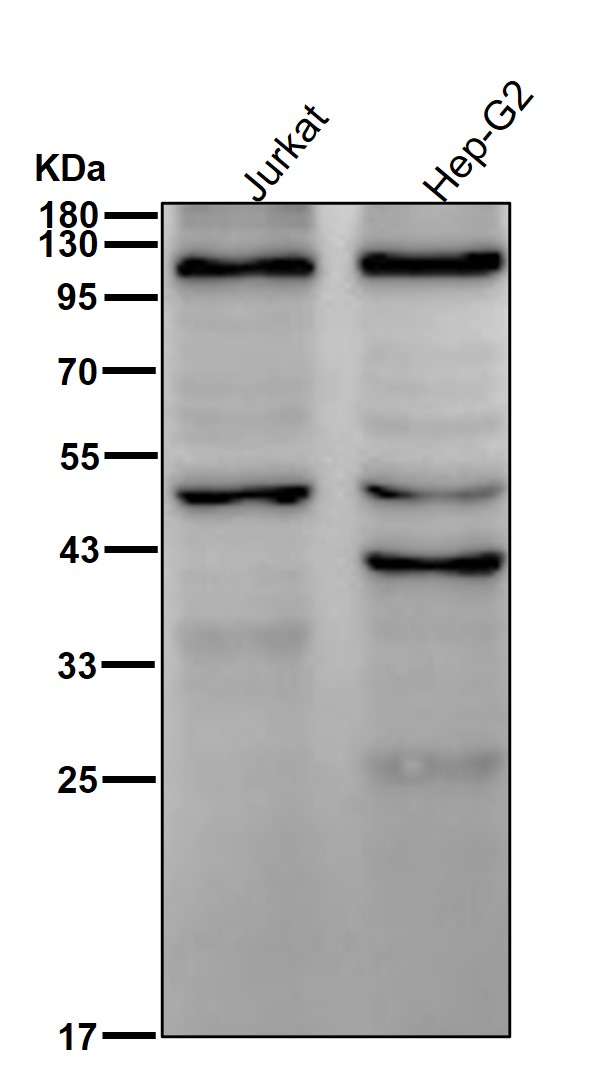 p-alpha Adducin (S59) Ab