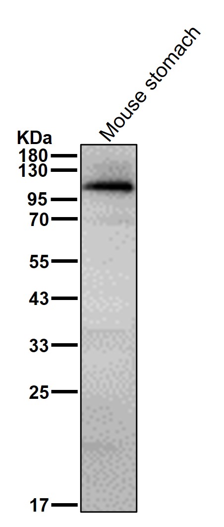 p-alpha Adducin (S59) Ab