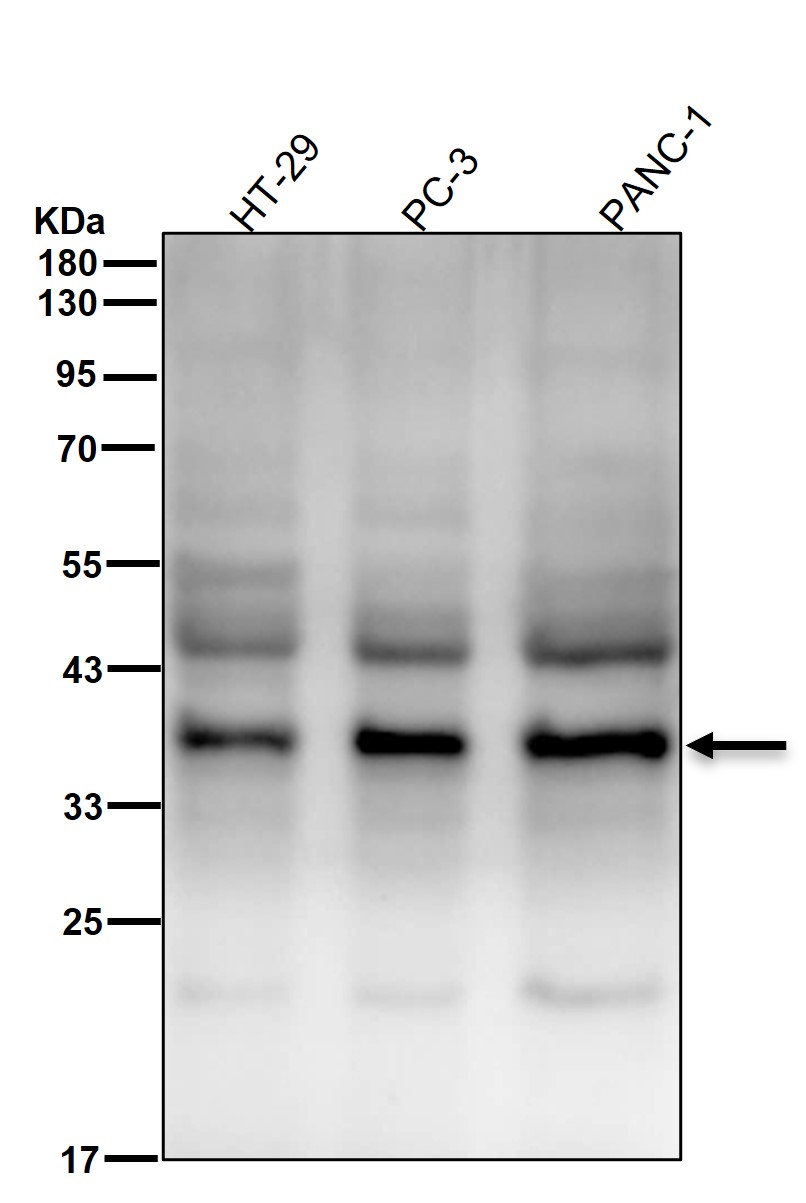 AMPK gamma 1 Ab