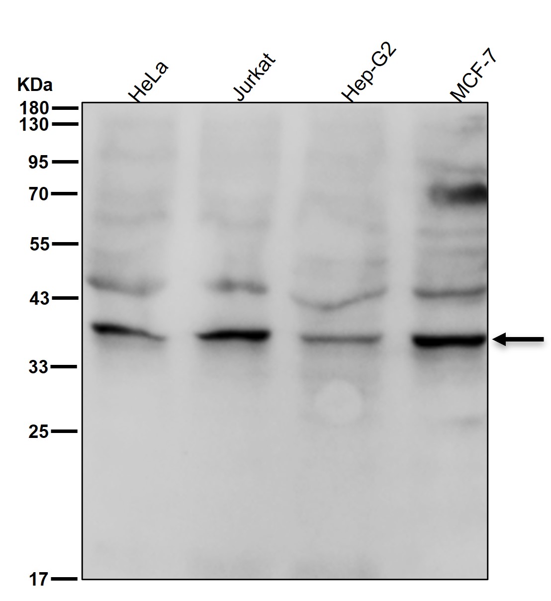 AMPK gamma 1 Ab