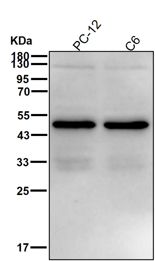 Caspase 2 Ab