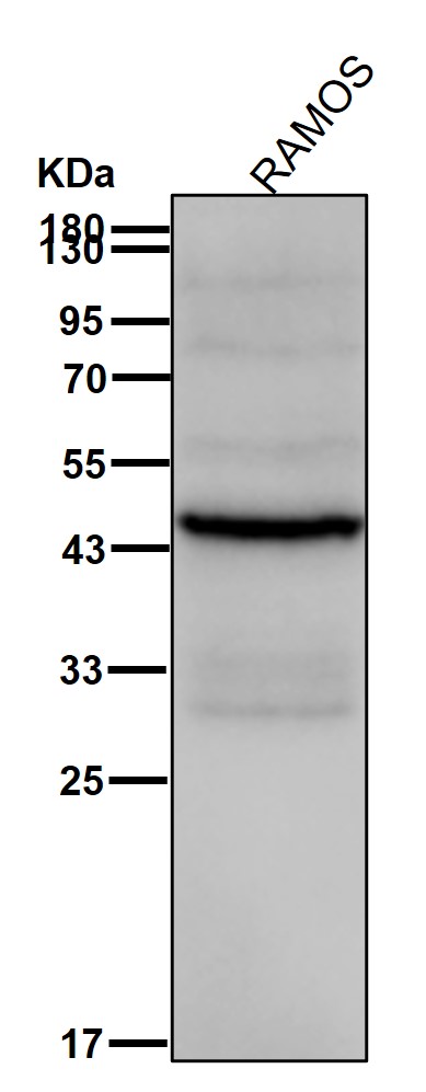 Caspase 2 Ab