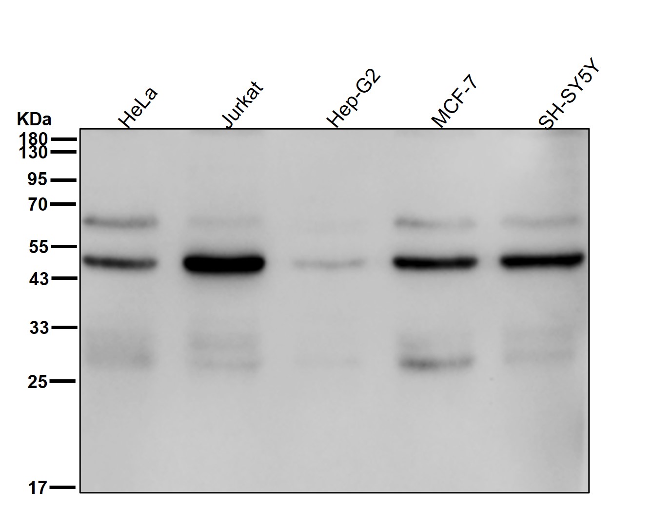 Caspase 2 Ab