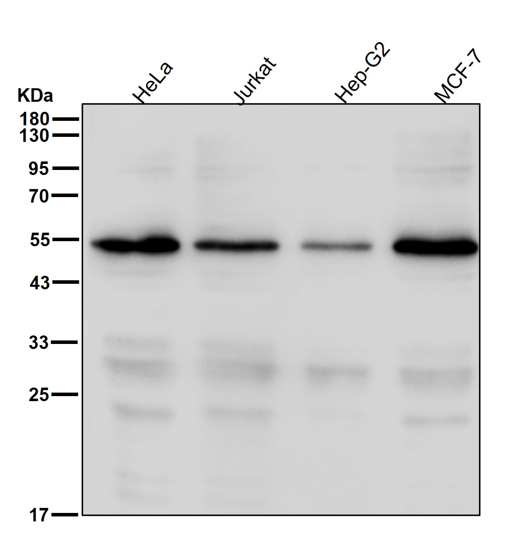 PDCD4 Ab