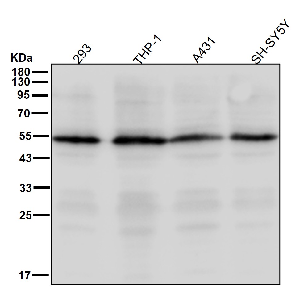 PDCD4 Ab