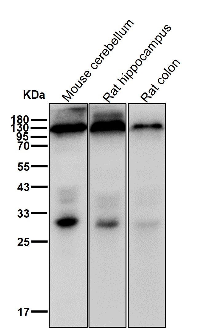 INPP4A Ab