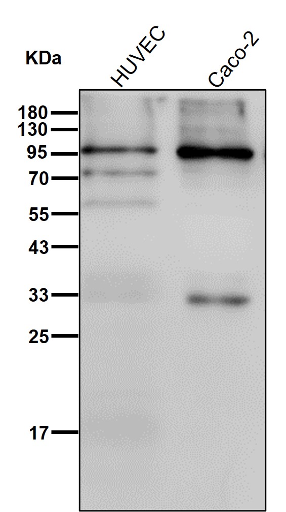 Fibrinogen gamma chain Ab