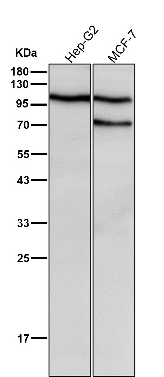 Fibrinogen gamma chain Ab