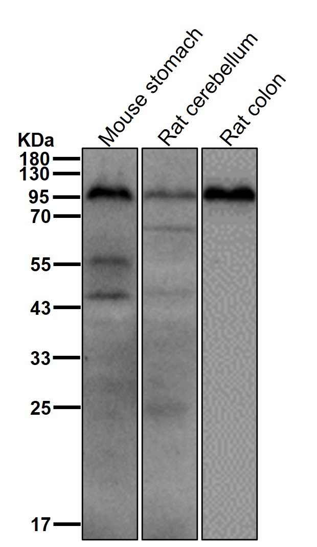 Integrin beta 3 Ab