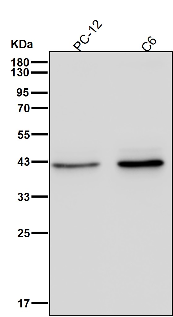 PRMT1 Ab