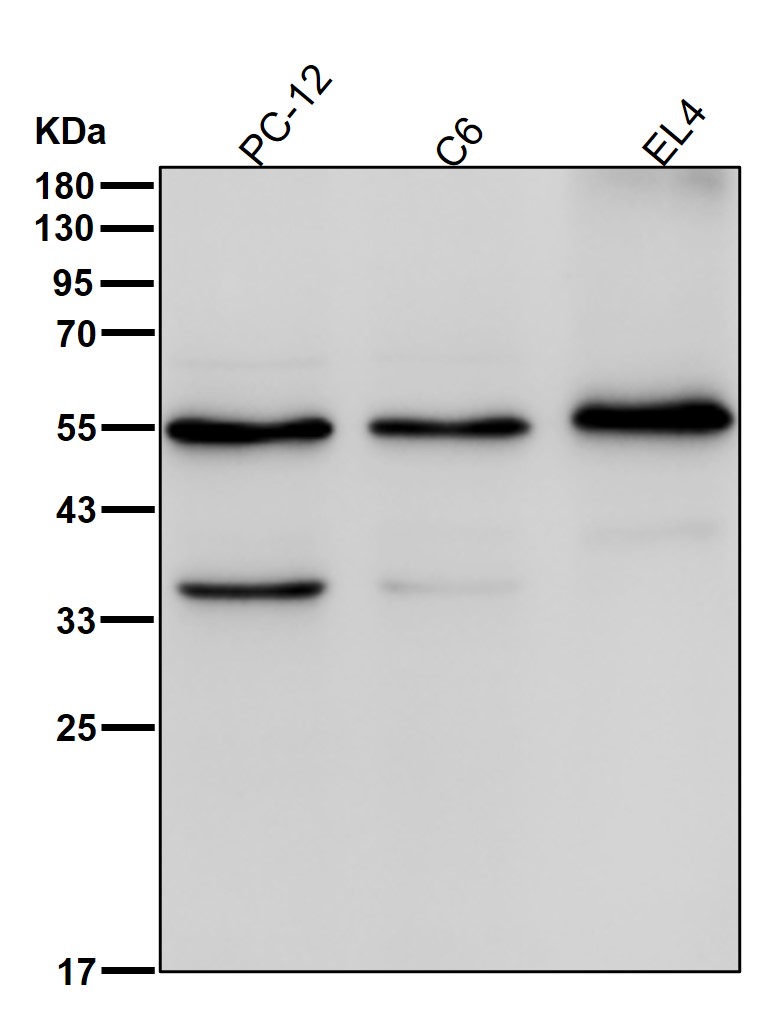 RGS9 Ab