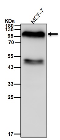 ILF3 Ab