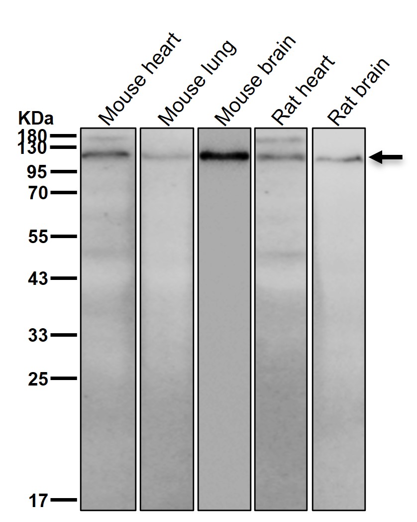 ILF3 Ab