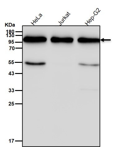 ILF3 Ab