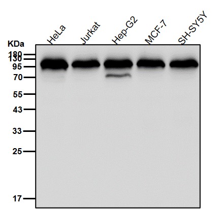 Calnexin Ab