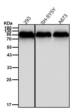 Calnexin Ab