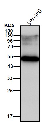 Cytokeratin 13 Ab