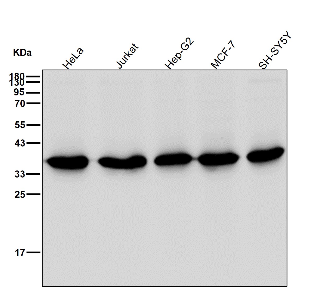 PCNA Ab