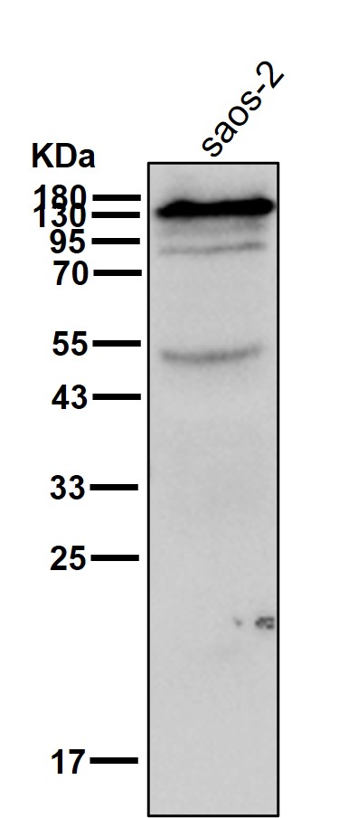 KCNH1 Ab