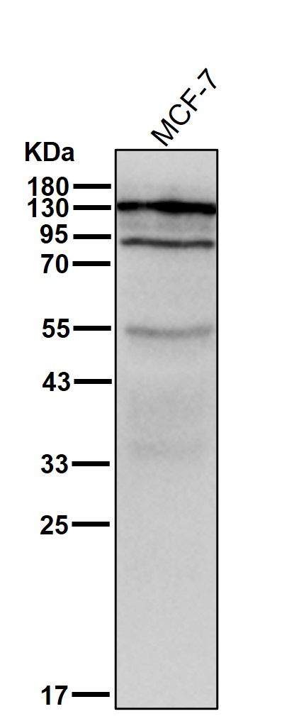 KCNH1 Ab