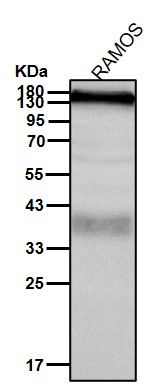 CD11c Ab