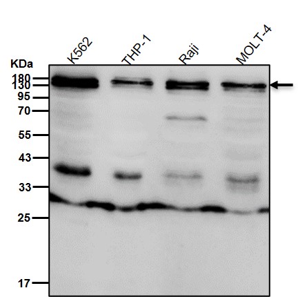 CD11c Ab