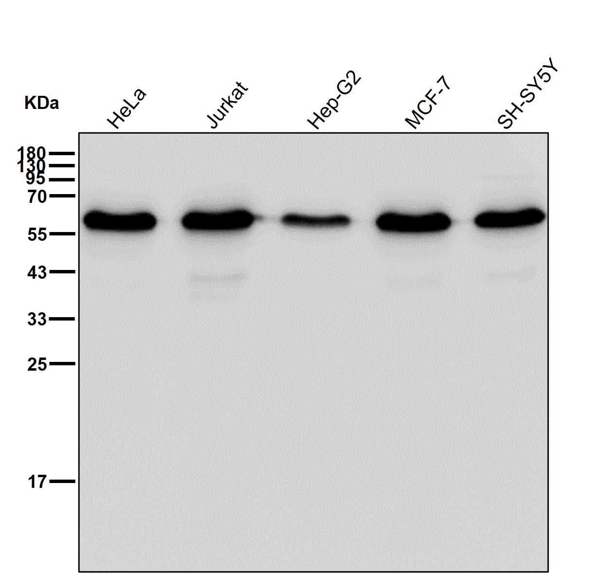 p-Cyclin B1 (S126) Ab