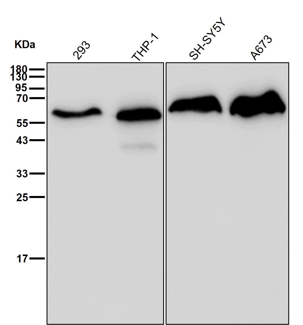 p-Cyclin B1 (S126) Ab