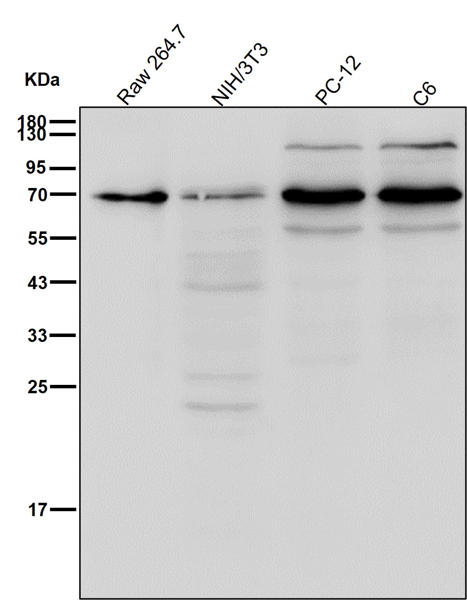 PKMYT1 Ab