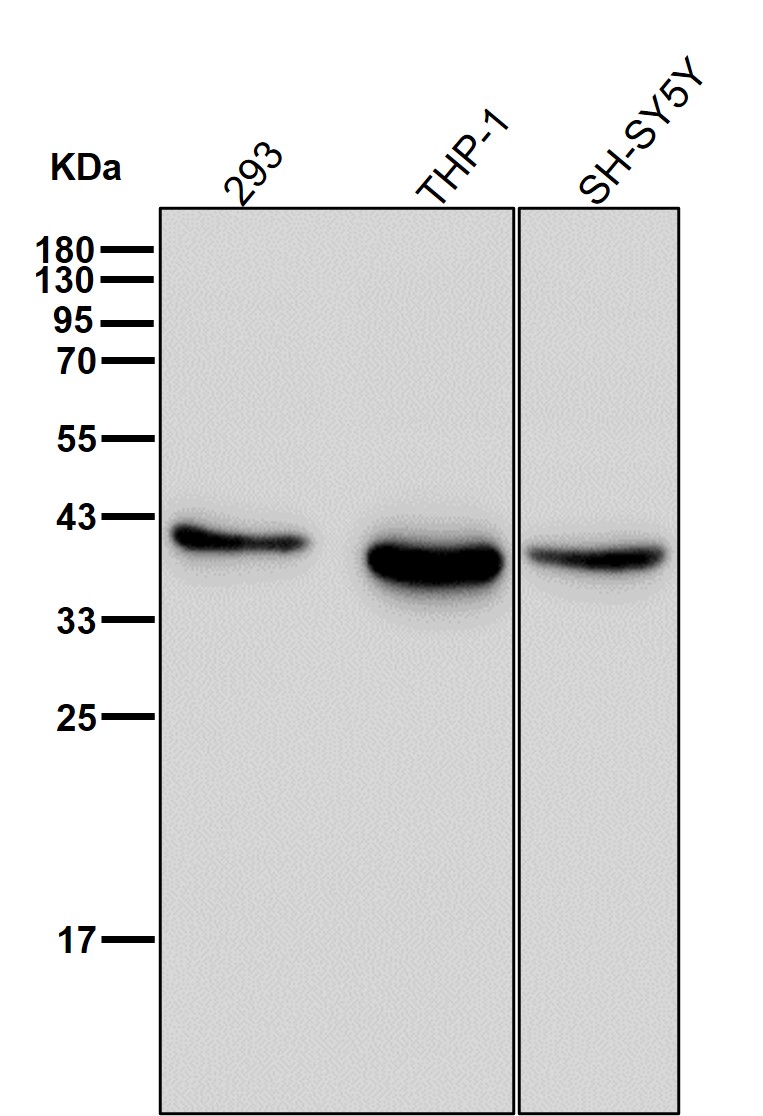 Hepatic leukemia factor Ab 