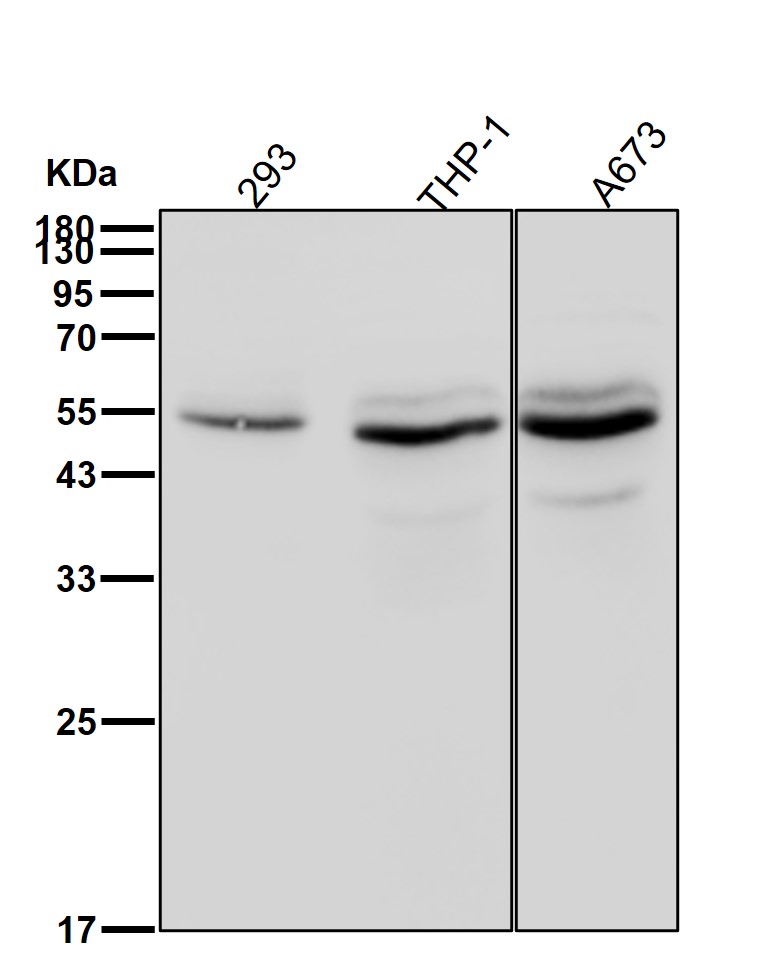 Chk1 Ab