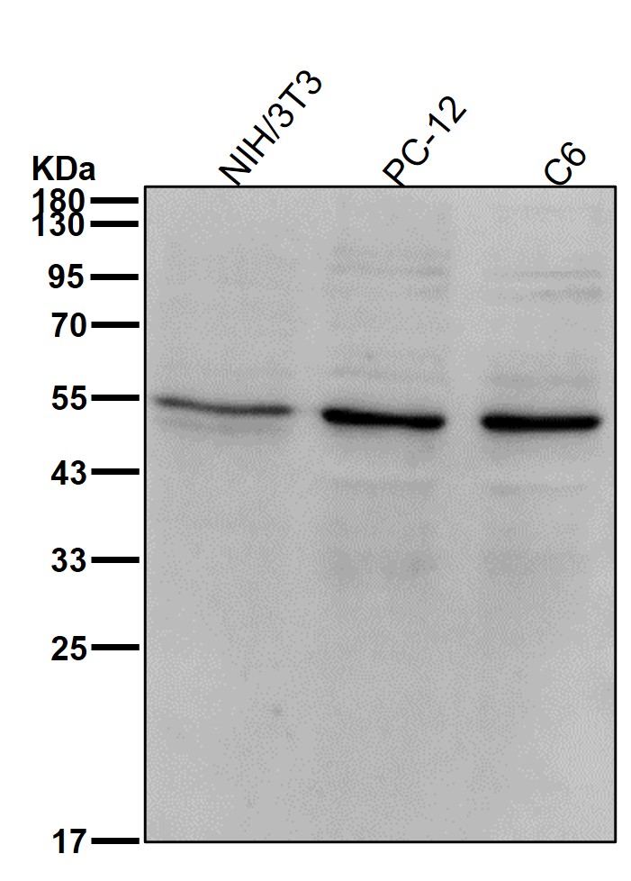 Chk1 Ab