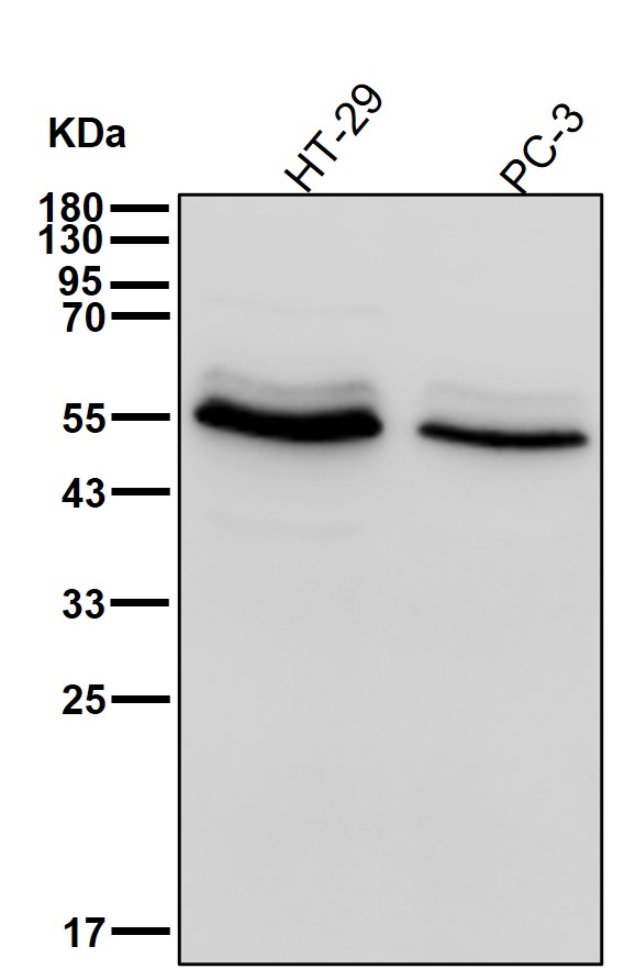 Chk1 Ab