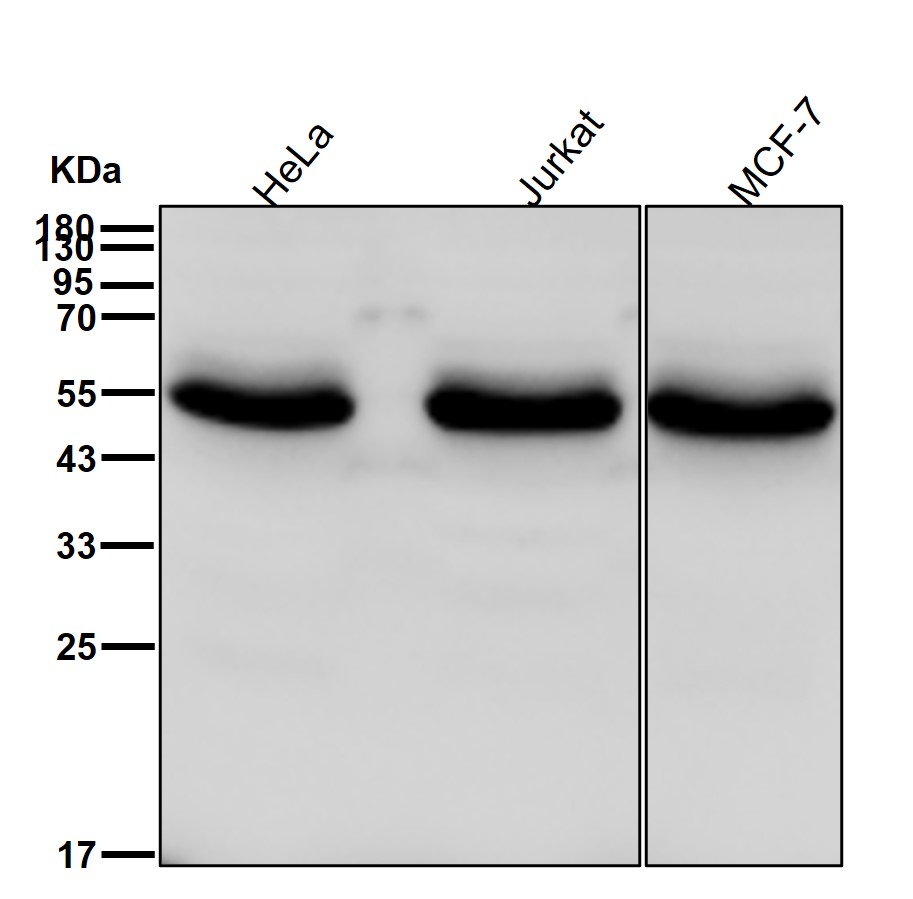 Chk1 Ab